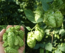 Відділ селекції та інноваційних технологій хмелю